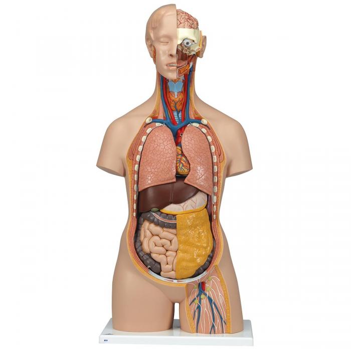 Human Anatomy - Models